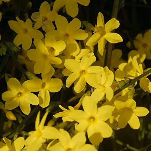 Thompson and Morgan Jasminum Nudiflorum Potted Climbing Shrub with Evergreen Foliage and Winter Colour, 1 x 9cm Pot – 3