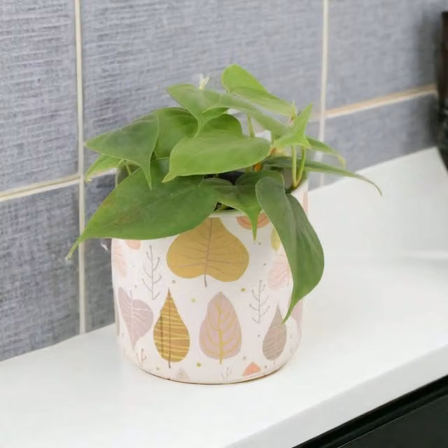 Plants by Post Philodendron Scandens Heartleaf Indoor Climber Plant in 12cm Pot, Green