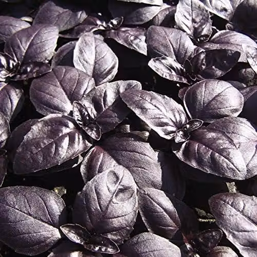 Thompson & Morgan Crimson King Purple Basil Seeds, 150 Seeds