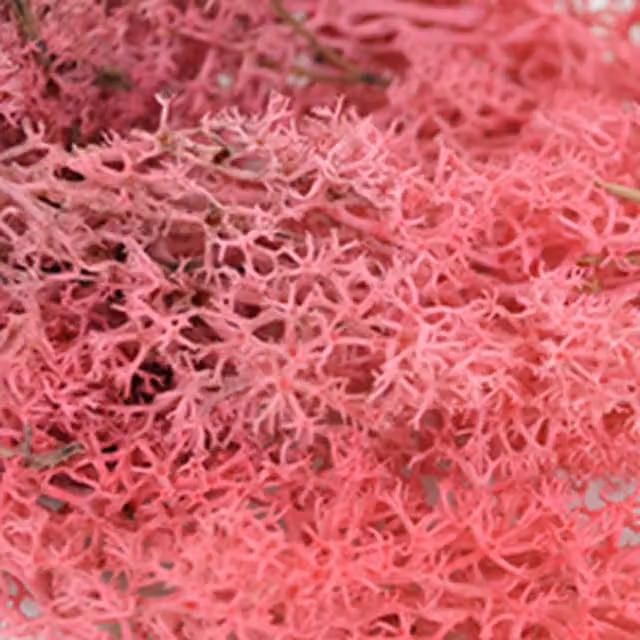 Natural Crafts Pink Coloured Reindeer Moss