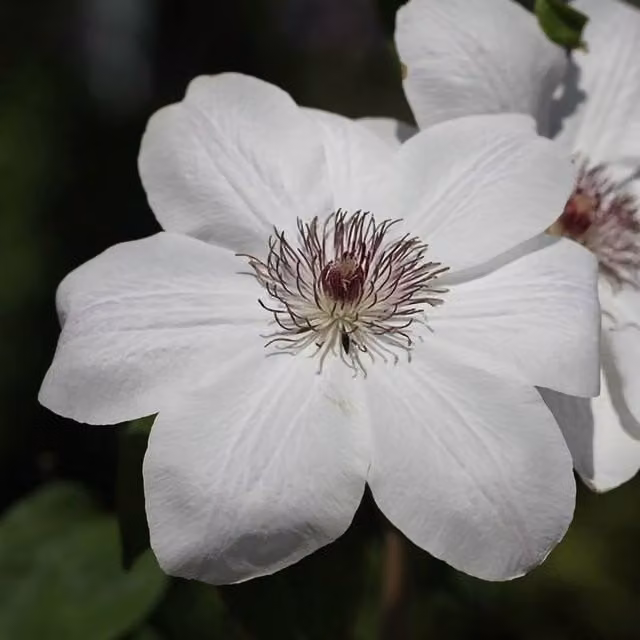 Plant Theory Clematis Wedding Day White Flowering Climbing Vine in a Pot