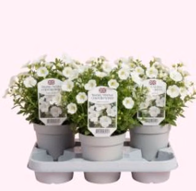 Plants By Post Diascia Flying Colours White Trailing Bedding Plants, 3 Plants