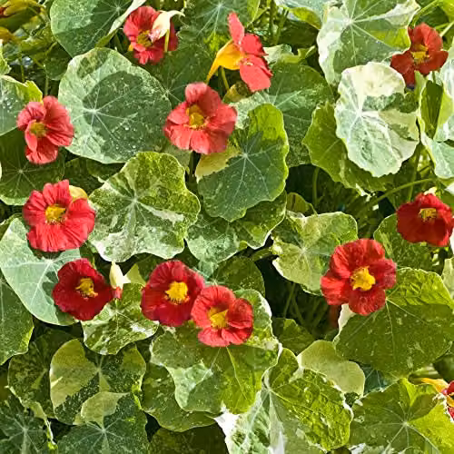 Thompson and Morgan Nasturtium Crimson Emperor Seeds, Red Blooms, 30 Seeds – 2