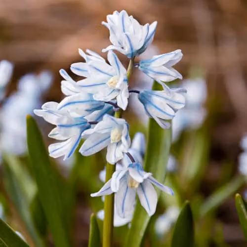 YouGarden Puschkinia libanotica Spring Flower Bulbs, 60 Bulbs, Blue, White and Multicolour