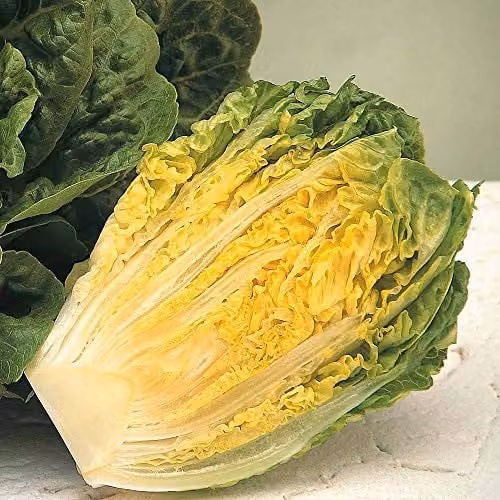 Thompson and Morgan Lettuce Winter Gem Cos Vegetable Seeds, 150 Seeds per Packet