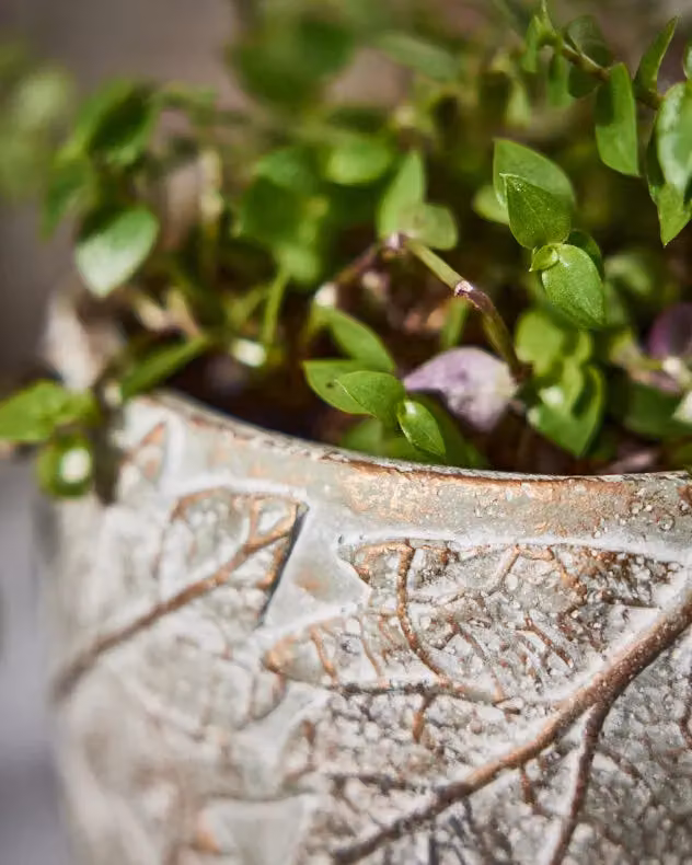 Dibor Grey Leaf Embossed Small Flower Planter, Round Ceramic and Concrete Indoor Outdoor Plant Pot, H 11 cm, Dia 16 cm – 2