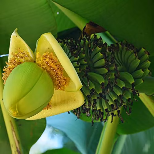 Thompson & Morgan Musa Basjoo Japanese Banana Palm Exotic Upright Evergreen Plant with Yellow Flowers, 3 x 10.5cm Pot
