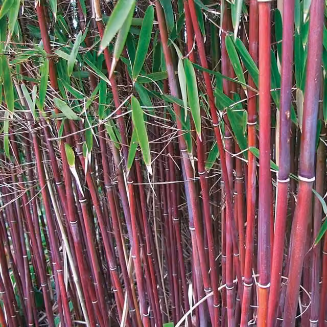 Thompson & Morgan Fargesia Asian Wonder Umbrella Bamboo Potted Outdoor Hedge Plant