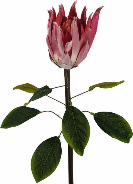 Protea Sugarbush Flower Stem in Pink