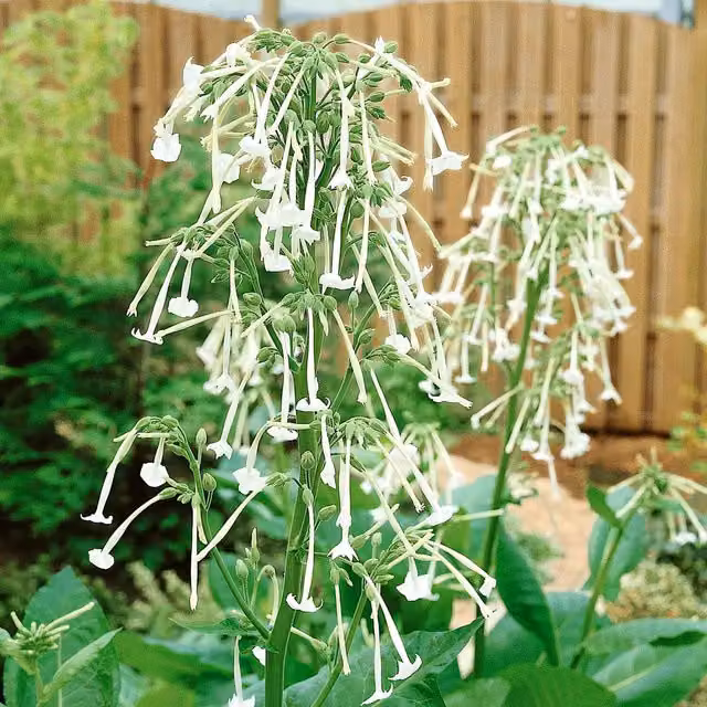 Unwins Nicotiana sylvestris Only the Lonely Flower Seeds, Green and White