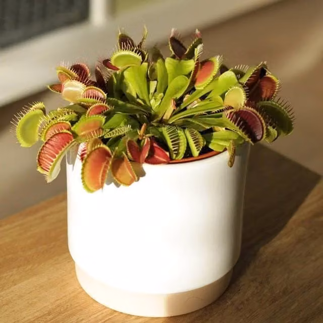 Primrose Plant Theory Dionaea muscipula Venus Flytrap in an 8.5cm Green Pot