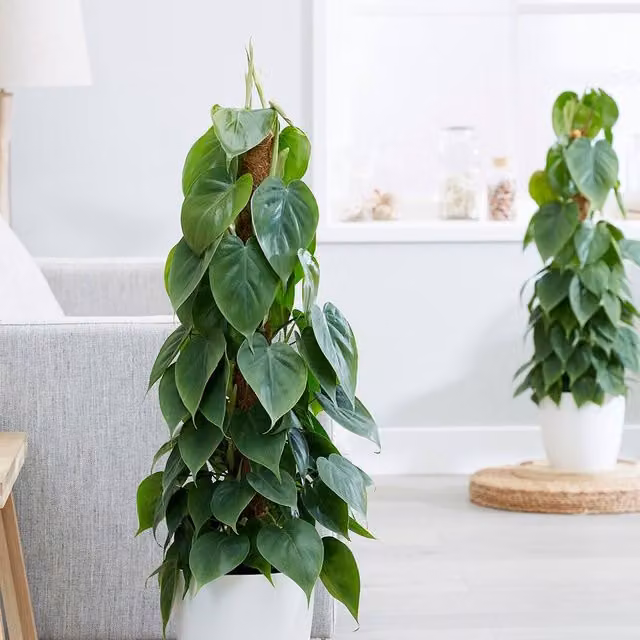 Primrose Philodendron Scandens Sweetheart Indoor Climbing Plant in a 12cm Pot, Height: 15 cm, Green
