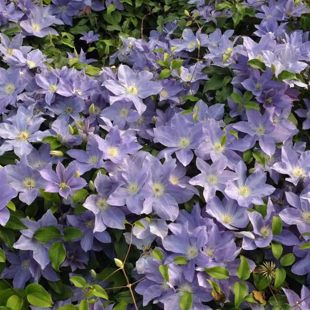Plants By Post Clematis Diana's Delight Pink Climber for Ornamental Gardens