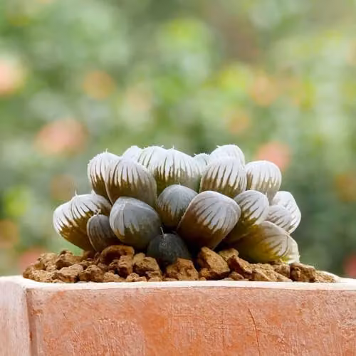 Thompson and Morgan Haworthia Cooperi Succulent, 3 x 5.5cm Potted Plants