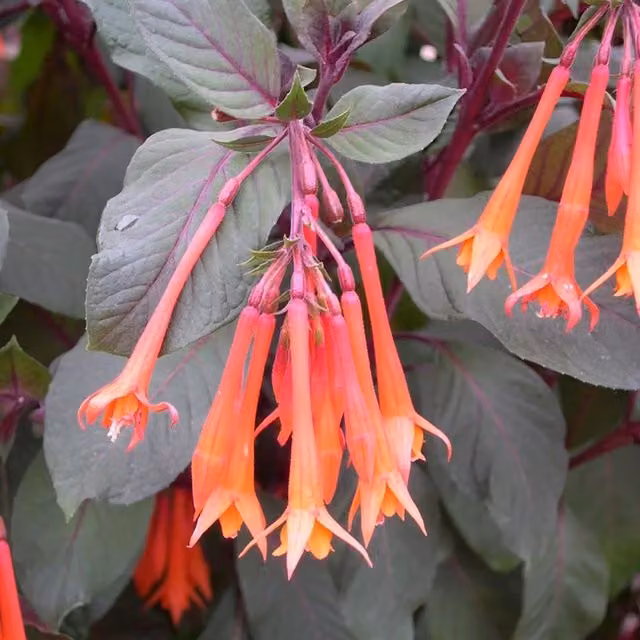 Set of 3 Plant Theory Thalia Bedding Plants in 9cm Pots, Fuchsia and Orange