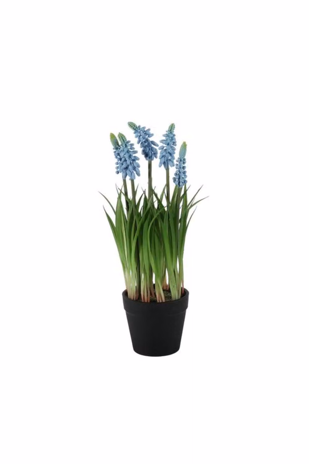 KDMD Blue and Green Muscari Potted Spring Plant, 25 cm – 2