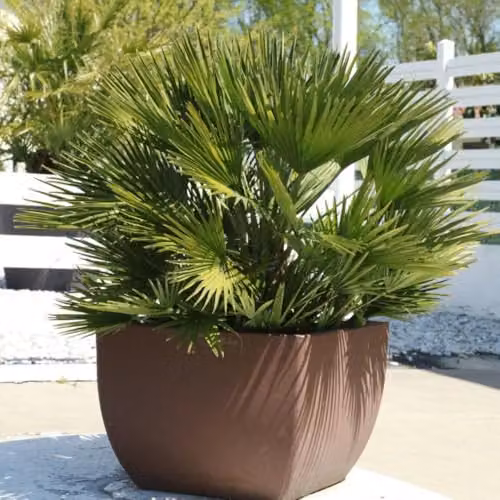 Thompson & Morgan Chamaerops humilis 'Vulcano' Compact Evergreen Dwarf Fan Palm, Green, 1x 22cm Potted Plant