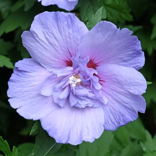 YouGarden Hibiscus Blue Chiffon Standard Ornamental Tree, Height: 90 cm - 1.2 m – 3