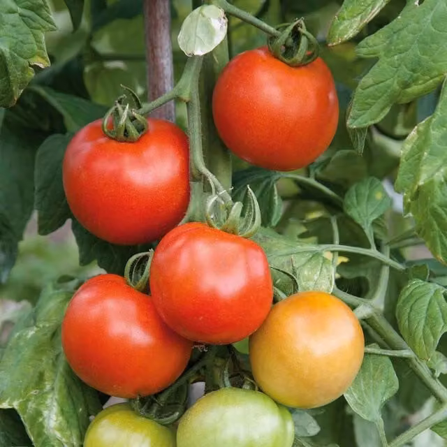 Marshalls Premio F1 Cordon Tomato Seeds, Red Variety, 10 Seeds