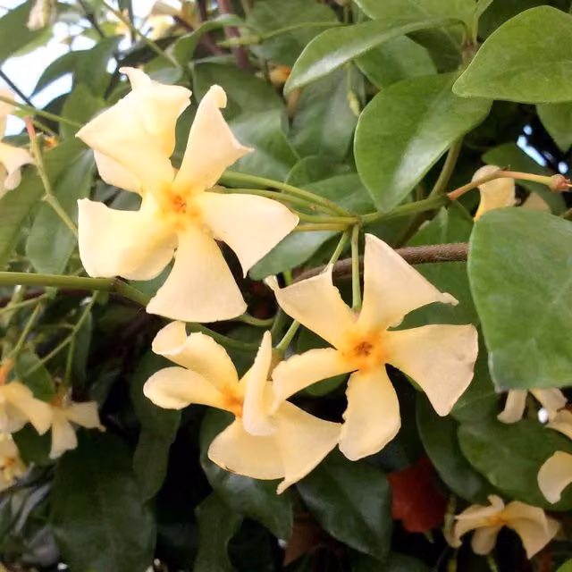 Marshalls Star Jasmine Star of Toscane Fragrant Evergreen Climber, Yellow and Green, 9cm Pot
