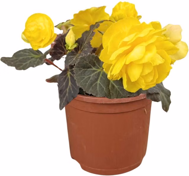 Plants By Post Yellow Begonia Mocca Summer Bedding Plant, 2L