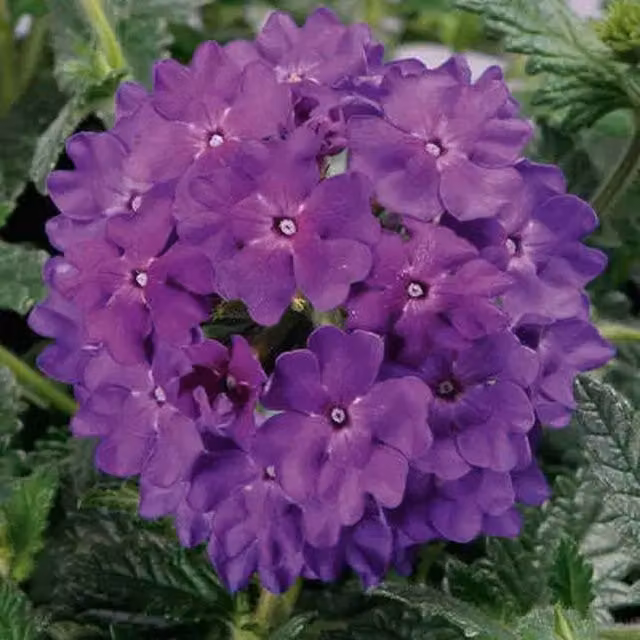 Plants by Post Verbena Lanai Blue Denim Trailing Summer Bedding Plants, Blue-Purple, 3 x 9cm Pots