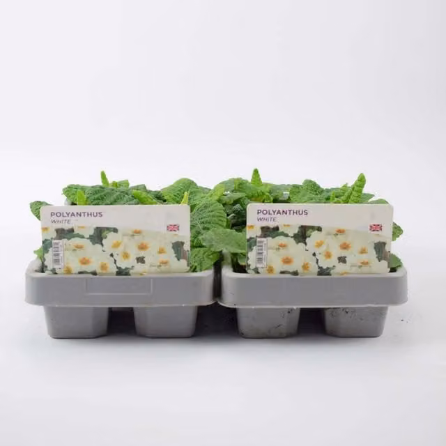 Plants by Post White Polyanthus Bedding Plants, 12 Pack