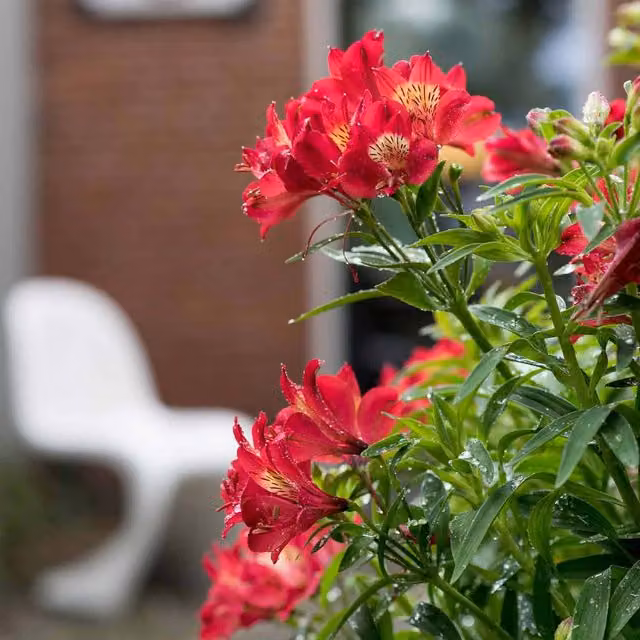 Marshalls Garden Alstroemeria Summer Pepper Red Perennial Flowering Plant