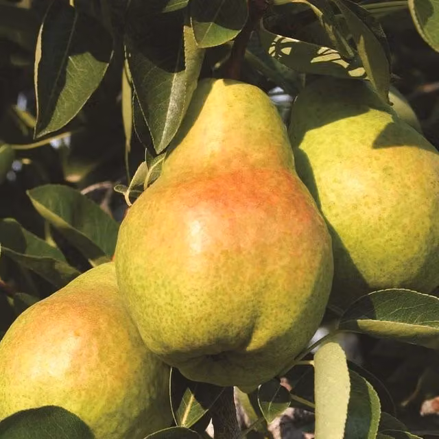 Direct Plants Pyrus Concord Pear Dwarf Patio Fruit Tree, Green