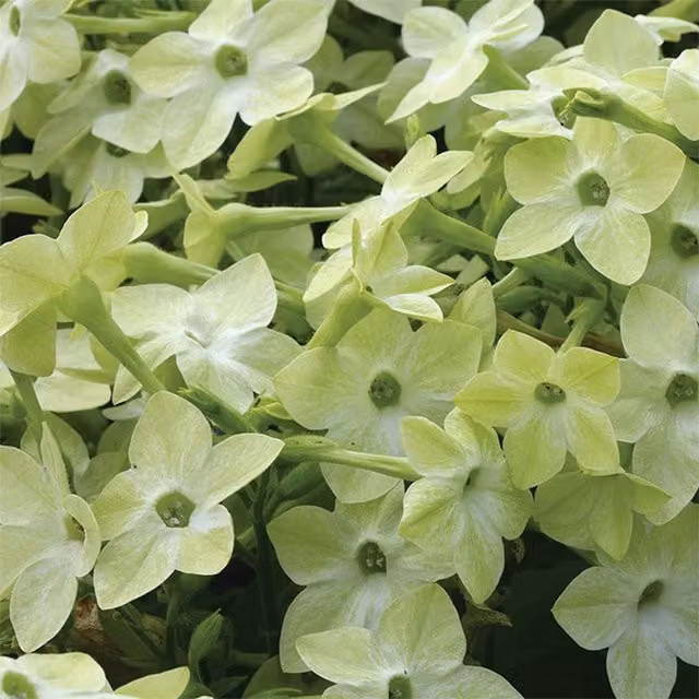 Plant Theory Set of 3 Cuba Deep Lime Nicotiana Bedding Plants in 9cm Pots, Yellow