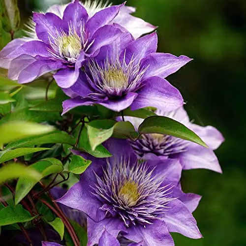Thompson and Morgan Clematis Multi Blue Large Double Summer Flowering Climbing Perennial Garden Plant, 1.7 Litre Pot – 1