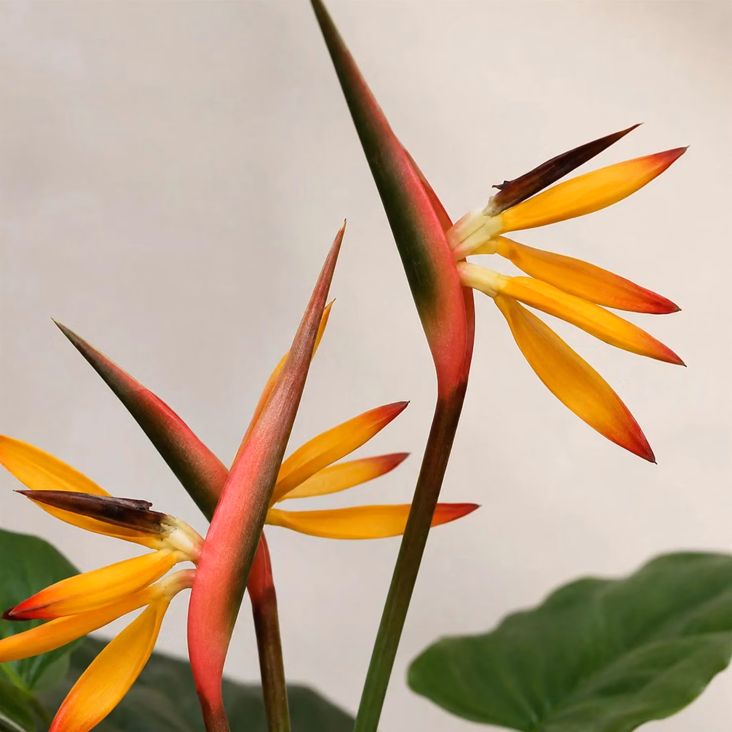 Leaf Design UK Artificial Bird of Paradise Strelitzia Plant in Green and Orange, Height: 70 cm – 3