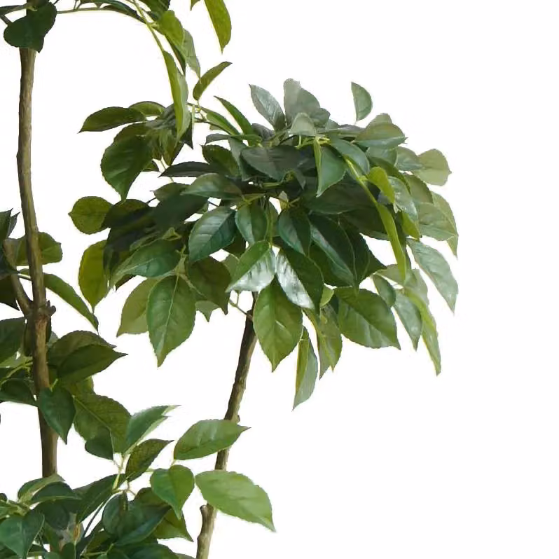 Leaf Realistic Artificial Radermachera Tree in Green, Height: 150 cm – 2