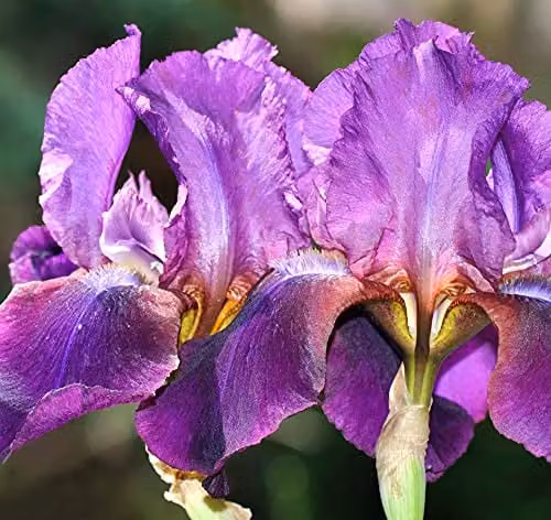 Thompson and Morgan Iris Re-Blooming Cantina Purple Hardy Perennial Garden Plant, 1x Bare Root