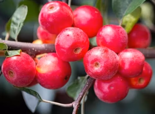Direct Plants Malus Gorgeous Crab Apple Flowering Fruit Tree