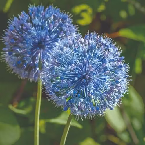 Thompson & Morgan Allium caeruleum Blue Ornamental Flowering Bulbs, 40 Bulbs