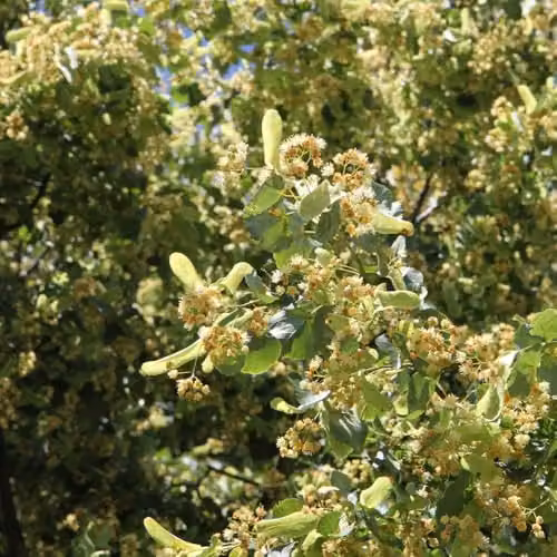 Thompson & Morgan Tilia Cordata Small-Leaved Lime Hedging Plant, 3 Litre Potted Ornamental Tree with White Flowers