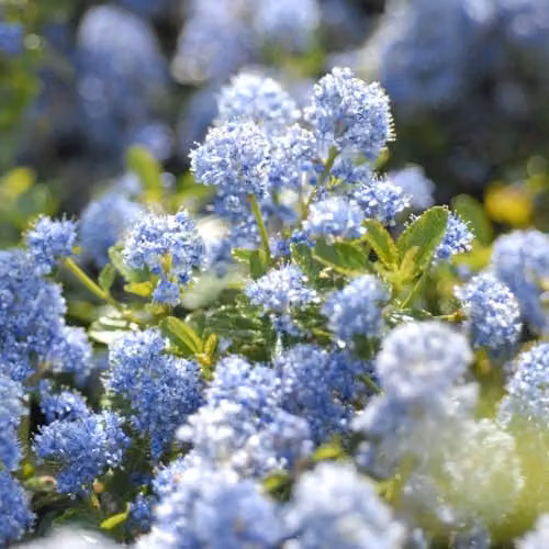 Thompson & Morgan Ceanothus repens Evergreen Groundcover Shrub with Powder Blue Flowers, 2 x 3.6 Litre Potted Plants – 2