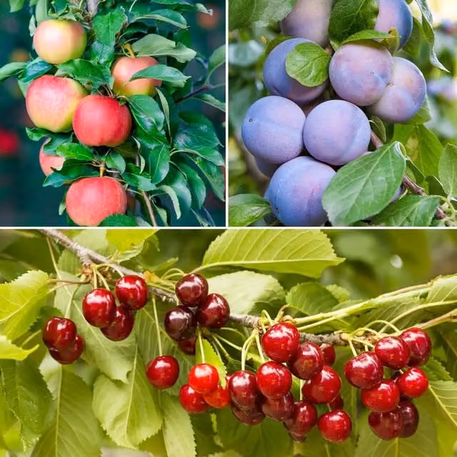 Thompson & Morgan Fruit Patio Tree Trio Collection, Green and Multicolour