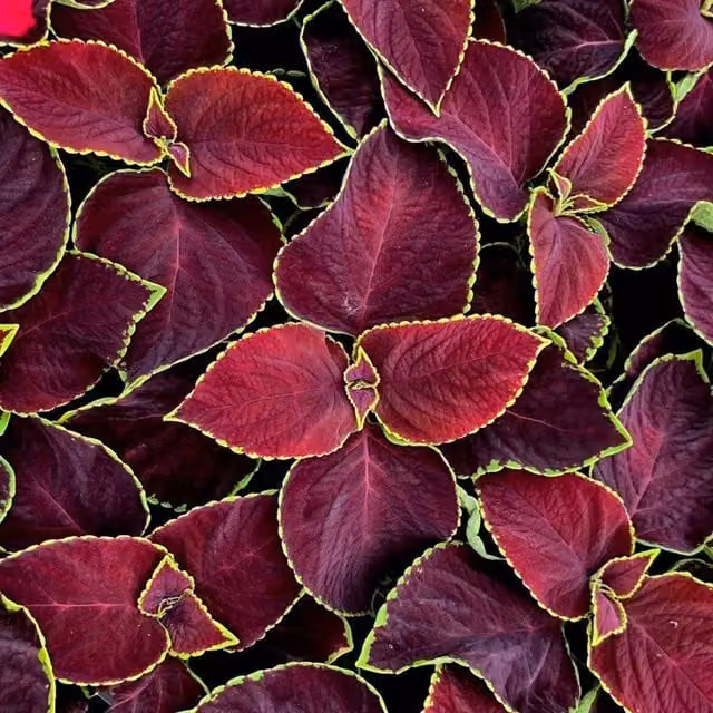 Plant Theory Set of 3 Chocolate Mint Coleus Scutellarioides Bedding Plants in 9cm Pots, Purple