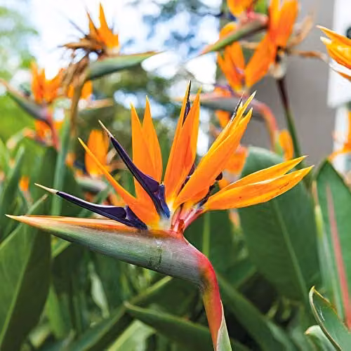 Thompson and Morgan Strelitzia Bird of Paradise Indoor Flowering House Plant, 2 x 13cm Potted Plants – 1