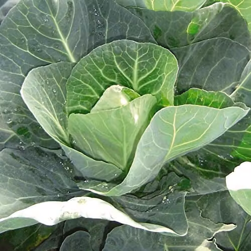 Thompson and Morgan Winter Jewel Cabbage Brassica oleracea Vegetable Seeds, 40 Seeds – 1