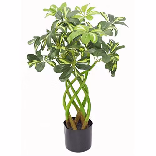 Leaf Green Artificial Arboricola Bonsai Tree with Twisted Stem, Height: 70 cm – 1