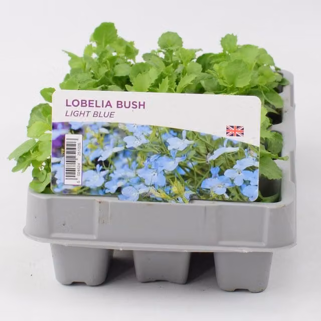 Plants By Post Light Blue Lobelia Bedding Plants, 24 Pack