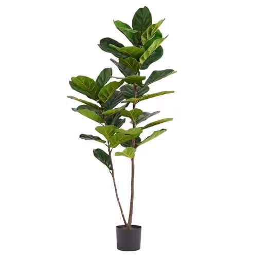 Botanik UK Green Fiddle Fig Artificial Tree in a Black Plastic Pot, H 150 cm x W 60 cm x D 60 cm – 1
