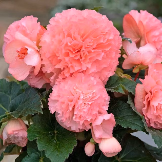 Marshalls Garden Begonia Majestic Soft Pink F1 Bedding Plant, 9cm, Pink