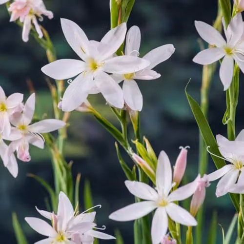 Thompson & Morgan Schizostylis coccinea Alba White Flag Lily, 2 x Potted Marginal Aquatic Plants in 9cm Pots – 3