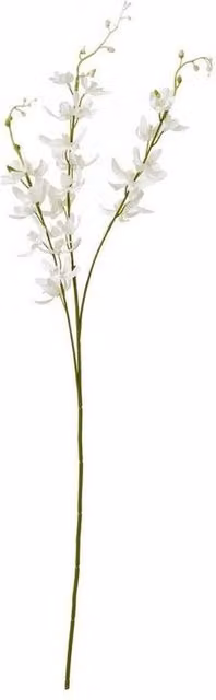 Lemon Pavilion White Cymbidium Orchid Spray Single Stem Flower W24 x D10 x H95 cm