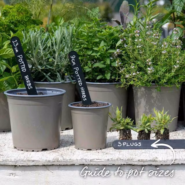 Marshalls Garden Lavandula Munstead Dwarf Lavender Perennial for Borders and Containers, Purple