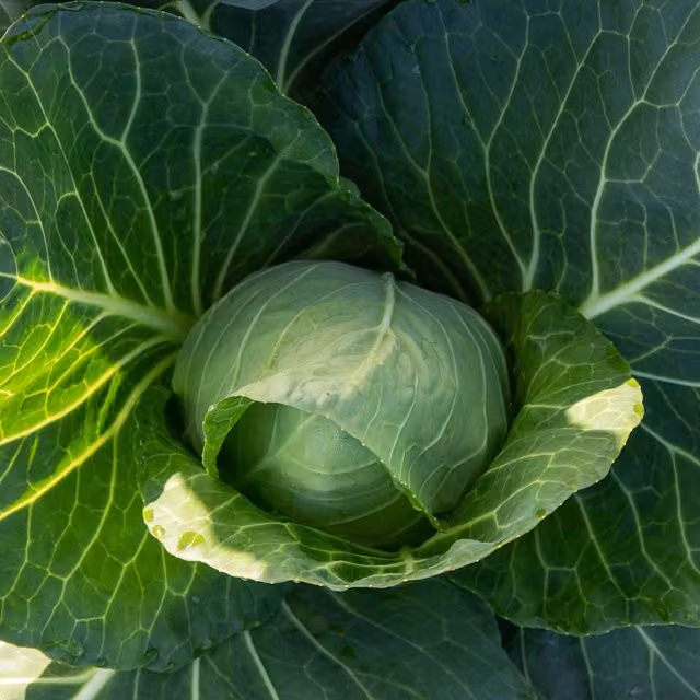 Marshalls Garden Durham Early Spring Cabbage, Green, 9cm